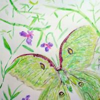 Luna Moth Fly By by Susan Royer - search and link Fine Art with ARTdefs.com
