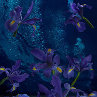 Iris France by Andrea DiFiore - search and link Fine Art with ARTdefs.com