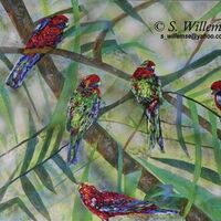 Crimson Rosellas by Susan Willemse - search and link Fine Art with ARTdefs.com