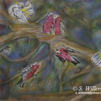Cockatoo's, Galahs and LBJ's by Susan Willemse - search and link Fine Art with ARTdefs.com