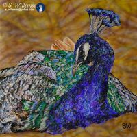 Peacock by Susan Willemse - search and link Fine Art with ARTdefs.com
