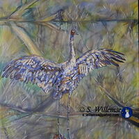Brolga reflection by Susan Willemse - search and link Fine Art with ARTdefs.com
