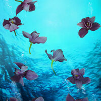 Orchid Venezuela by Andrea DiFiore - search and link Fine Art with ARTdefs.com