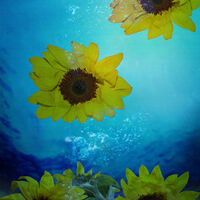 Sunflower Ukrain by Andrea DiFiore - search and link Fine Art with ARTdefs.com