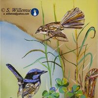 Fairy- wrens by Susan Willemse - search and link Fine Art with ARTdefs.com