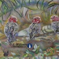 Three Galahs by Susan Willemse - search and link Fine Art with ARTdefs.com