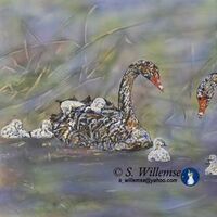 Swans by Susan Willemse - search and link Fine Art with ARTdefs.com