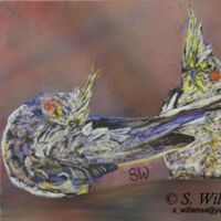 Cockatiels by Susan Willemse - search and link Fine Art with ARTdefs.com