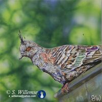 Crested Pigeon by Susan Willemse - search and link Fine Art with ARTdefs.com