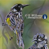 New Holland honeyeaters by Susan Willemse - search and link Fine Art with ARTdefs.com