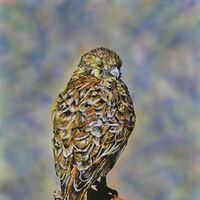 Brown Falcon by Susan Willemse - search and link Fine Art with ARTdefs.com