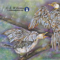 Cormorants: Dancing in the rain by Susan Willemse - search and link Fine Art with ARTdefs.com