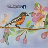 Robins in spring blossoms by Susan Willemse - search and link Fine Art with ARTdefs.com