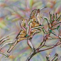 Spinebill on Kangaroo Paw by Susan Willemse - search and link Fine Art with ARTdefs.com