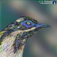 Blue-faced honeyeater by Susan Willemse - search and link Fine Art with ARTdefs.com