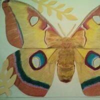 Polyphemus Moth1 by Susan Royer - search and link Fine Art with ARTdefs.com