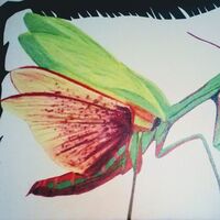 Resting Mantis by Susan Royer - search and link Fine Art with ARTdefs.com