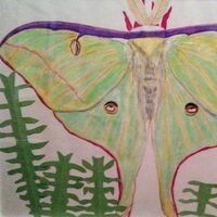 Luna Moth by Susan Royer - search and link Fine Art with ARTdefs.com