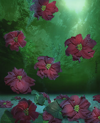 Poinsettia Christmas by Andrea DiFiore - search and link Fine Art with ARTdefs.com