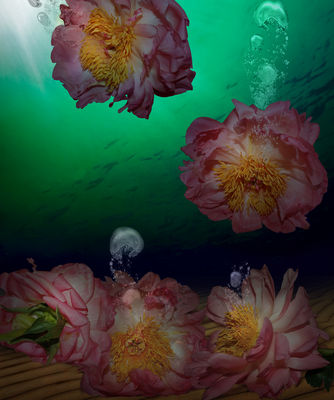 Peony Qatar by Andrea DiFiore - search and link Fine Art with ARTdefs.com