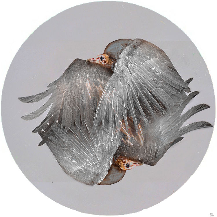 The vulture by Joe Ganech - search and link Fine Art with ARTdefs.com