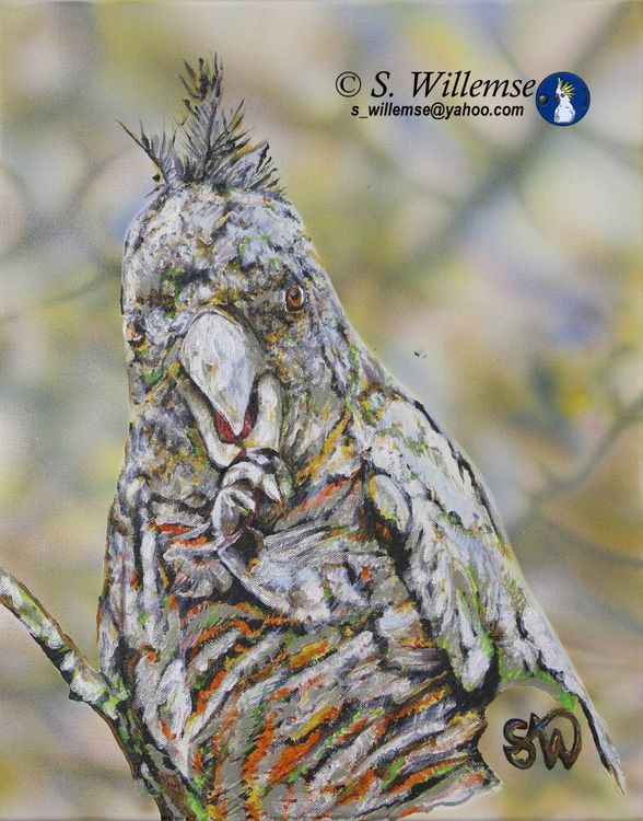 Gang gang girl eating Hawthorn berries by Susan Willemse - search and link Fine Art with ARTdefs.com