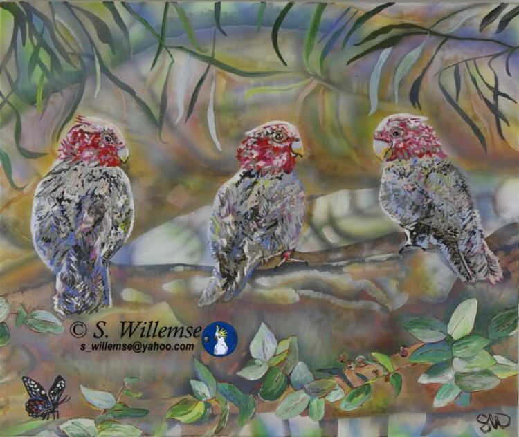 Three Galahs by Susan Willemse - search and link Fine Art with ARTdefs.com