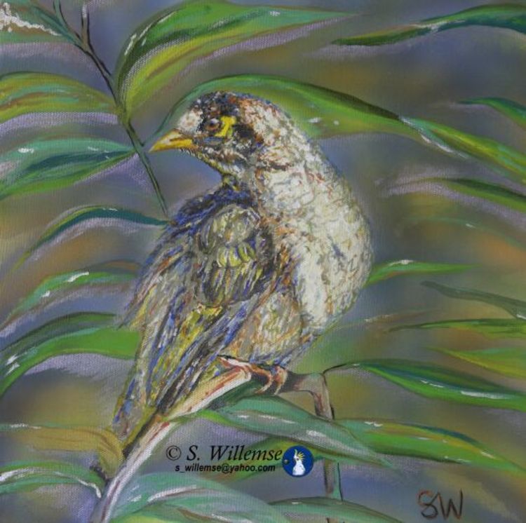 Noisy Miner by Susan Willemse - search and link Fine Art with ARTdefs.com