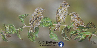 Rural Sparrows by Susan Willemse - search and link Fine Art with ARTdefs.com