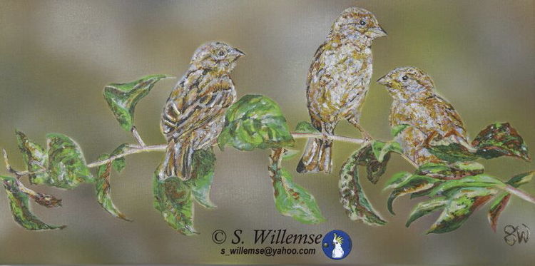 Rural Sparrows by Susan Willemse - search and link Fine Art with ARTdefs.com