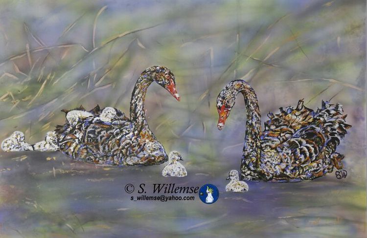 Swans by Susan Willemse - search and link Fine Art with ARTdefs.com