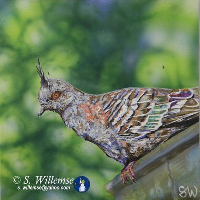 Crested Pigeon by Susan Willemse - search and link Fine Art with ARTdefs.com