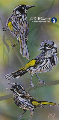 New Holland honeyeaters by Susan Willemse - search and link Fine Art with ARTdefs.com