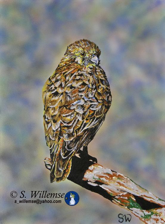 Brown Falcon by Susan Willemse - search and link Fine Art with ARTdefs.com