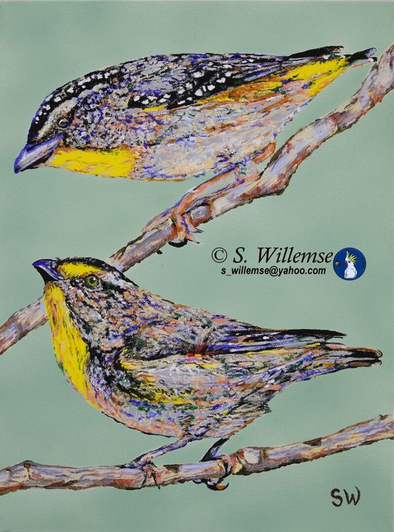 Pardalotes by Susan Willemse - search and link Fine Art with ARTdefs.com
