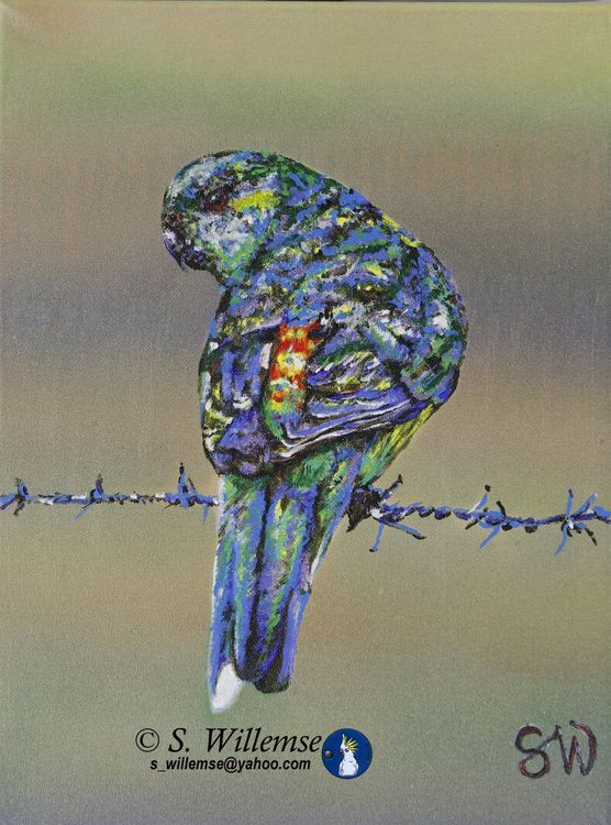 Red- rumped Parakeet by Susan Willemse - search and link Fine Art with ARTdefs.com
