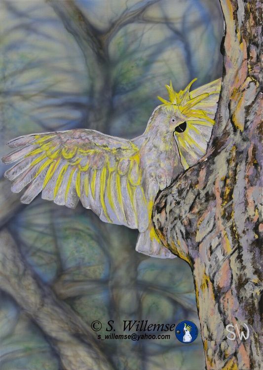 Sulphur- crested Cocakatoo: Is anyone home? by Susan Willemse - search and link Fine Art with ARTdefs.com