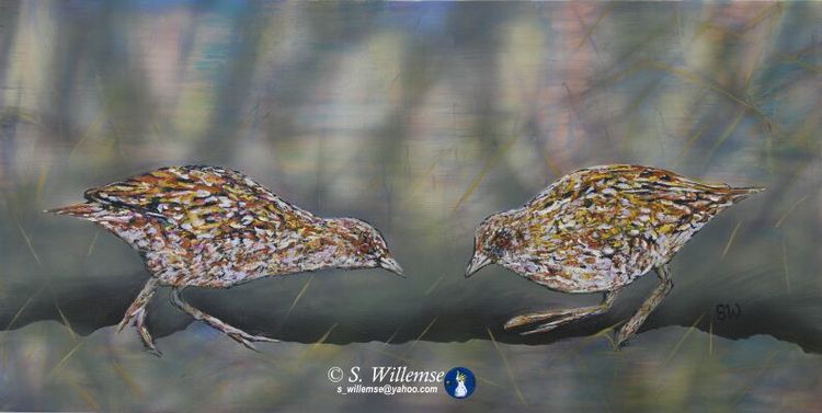 Baillon's Crake by Susan Willemse - search and link Fine Art with ARTdefs.com