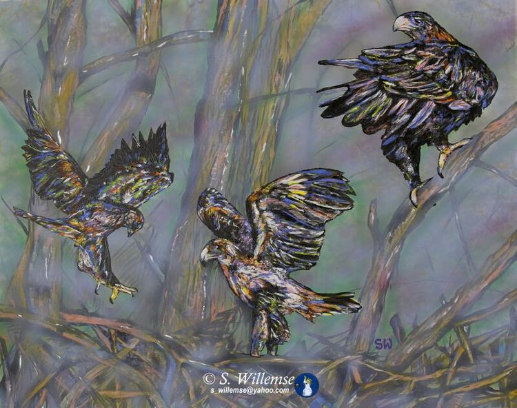 Wedge-tailed Eagles: Learning to fly by Susan Willemse - search and link Fine Art with ARTdefs.com