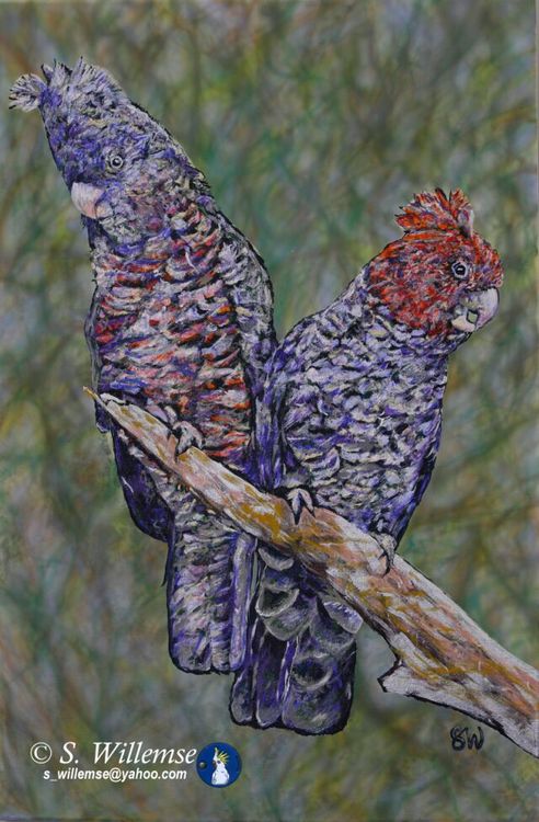 A couple of Gang-gangs by Susan Willemse - search and link Fine Art with ARTdefs.com