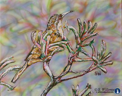 Spinebill on Kangaroo Paw by Susan Willemse - search and link Fine Art with ARTdefs.com