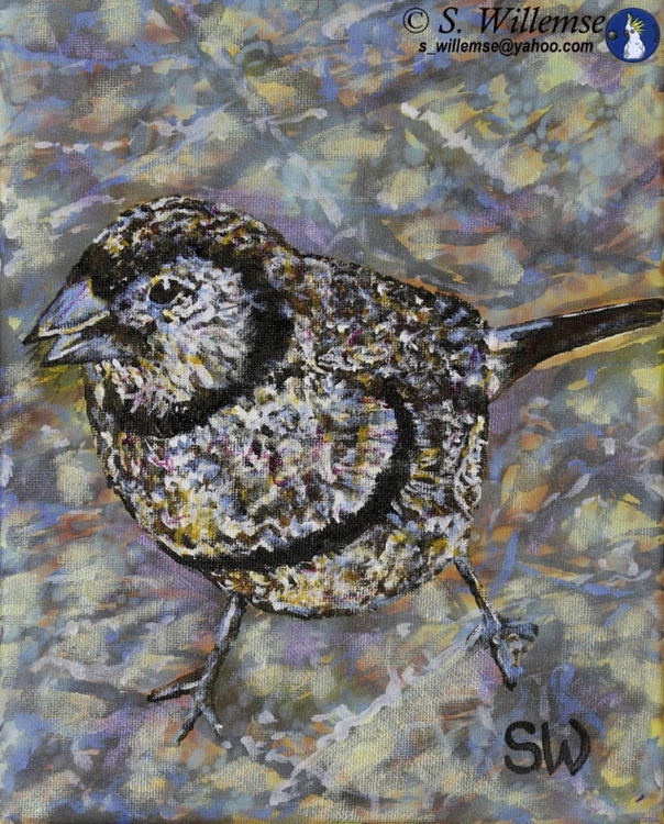 Double-barred finch by Susan Willemse - search and link Fine Art with ARTdefs.com
