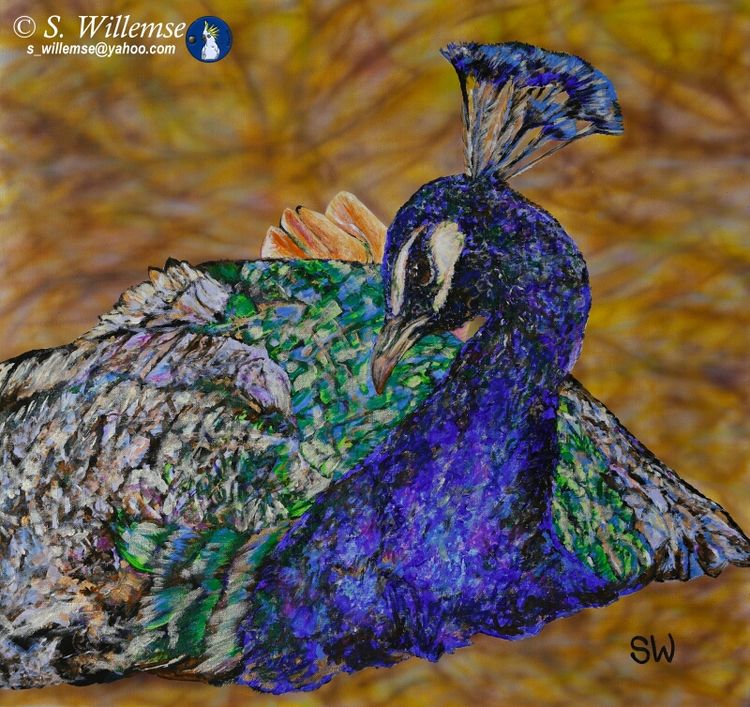 Peacock by Susan Willemse - search and link Fine Art with ARTdefs.com