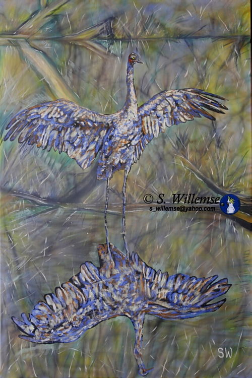 Brolga reflection by Susan Willemse - search and link Fine Art with ARTdefs.com