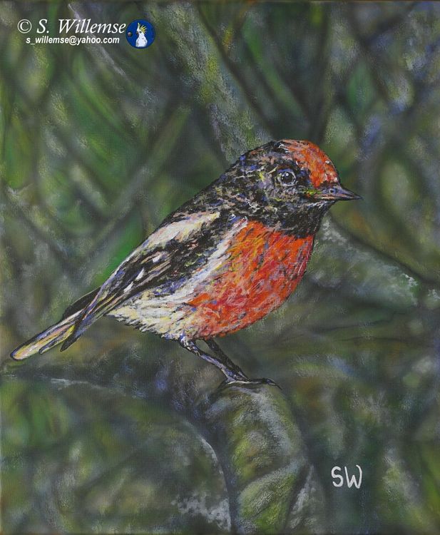Red-capped Robin by Susan Willemse - search and link Fine Art with ARTdefs.com