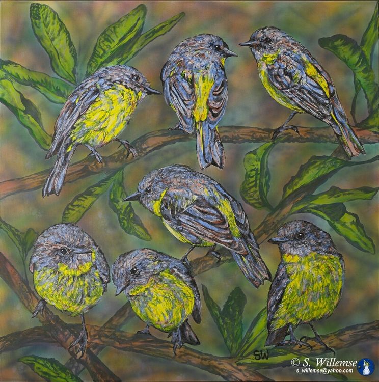 Yellow Robins and banksia by Susan Willemse - search and link Fine Art with ARTdefs.com