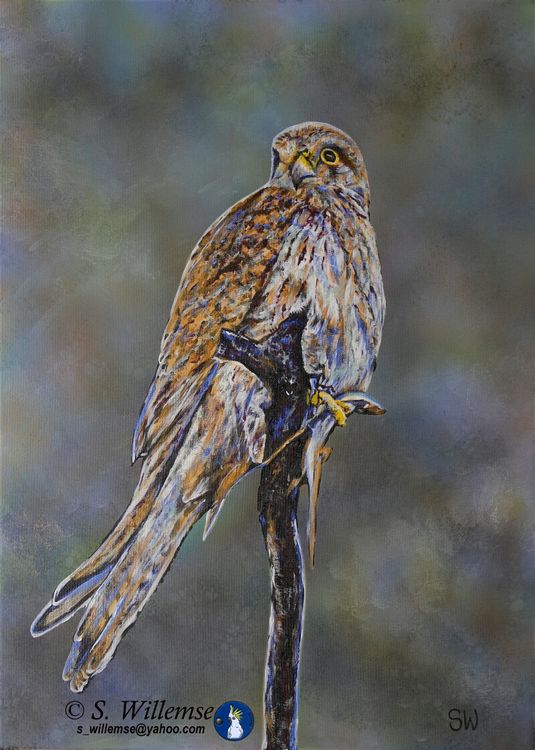 Nankeen Kestrel: Last supper before the storm by Susan Willemse - search and link Fine Art with ARTdefs.com