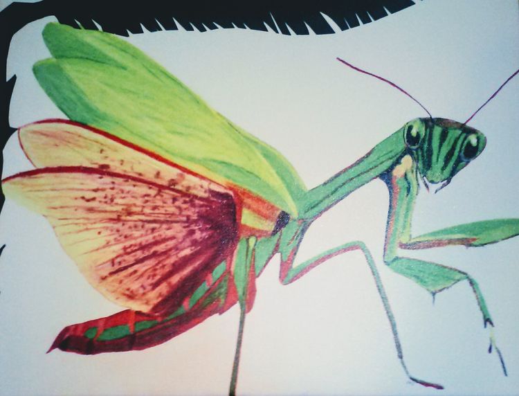 Resting Mantis by Susan Royer - search and link Fine Art with ARTdefs.com