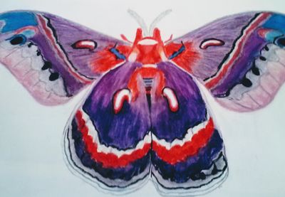 Polyphemus MothToo by Susan Royer - search and link Fine Art with ARTdefs.com