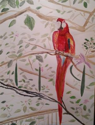 Crimson Macaw by Susan Royer - search and link Fine Art with ARTdefs.com